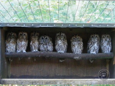 Tawny Owls From Three Owls Sanctuary