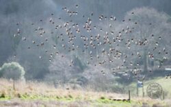 Tony utting linnets flying over crop llp 30th jan 2022