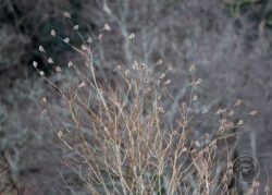 Tony utting linnets in tree llp 30th jan 2022