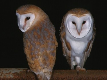 UK Owl Species Barn Owl Kevin Keatley