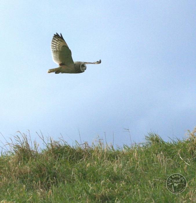 UK Owl Species Short Eared Owl Nick Sampford