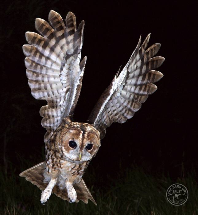 UK Owl Species Tawny Owl Kevin Keatley