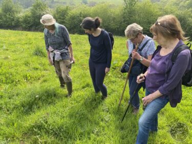 Wildflower walk 8th may 2024 (3)