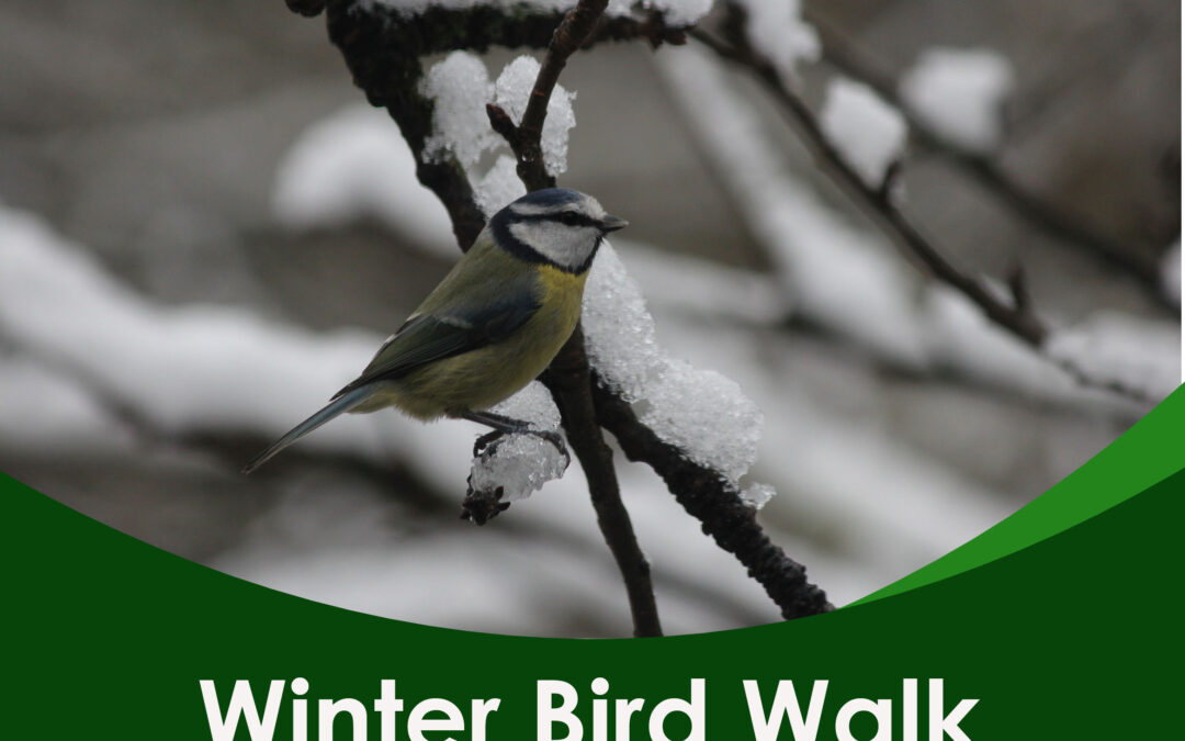 Winter Bird Walk – 21st February 2025