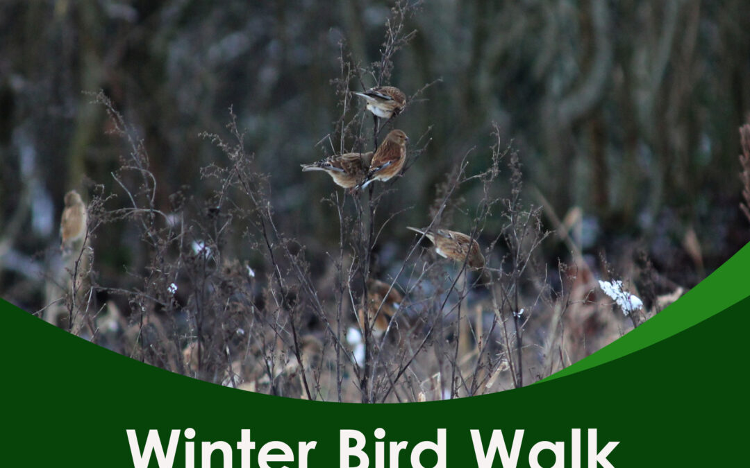 Winter Bird Walk – 7th March 2025