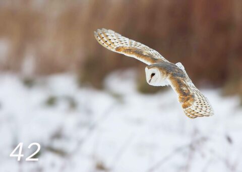 Winter glider