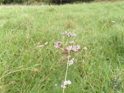 Yarrow