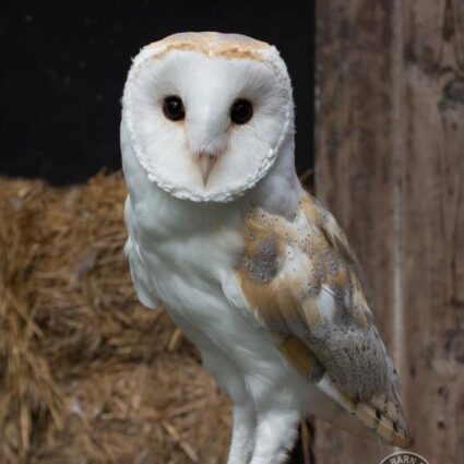 Adopt a Barn Owl - Baley