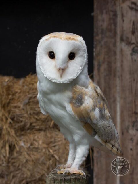 Adopt a Barn Owl - Baley