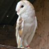 Barn Owl Trust Earnest