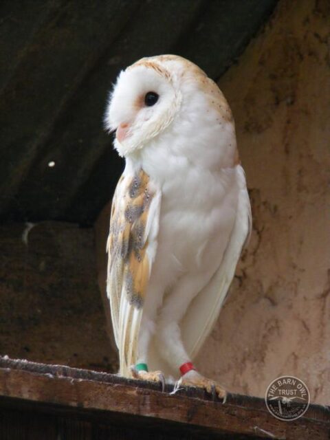 Barn Owl Trust Earnest