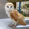 Barn Owl Trust Ivy