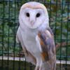 Barn Owl Trust Rose