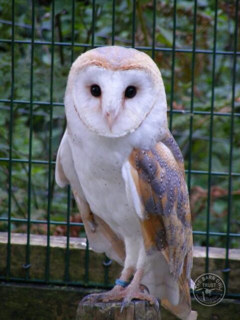 Barn Owl Trust Rose