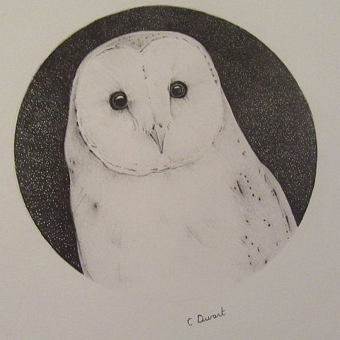 Barn Owl Pencil Drawing