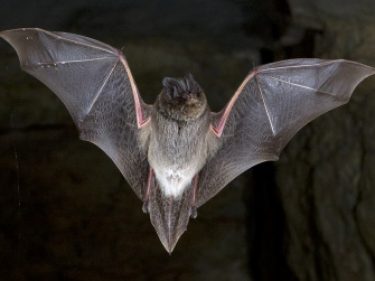 Bat