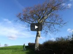 Best Tree For Owl Nestbox Video