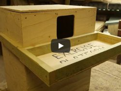 Build an Owl Box