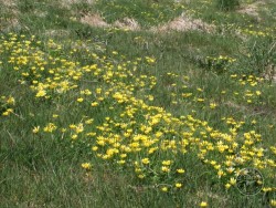 Flowers Of Rough Grassland Celandine