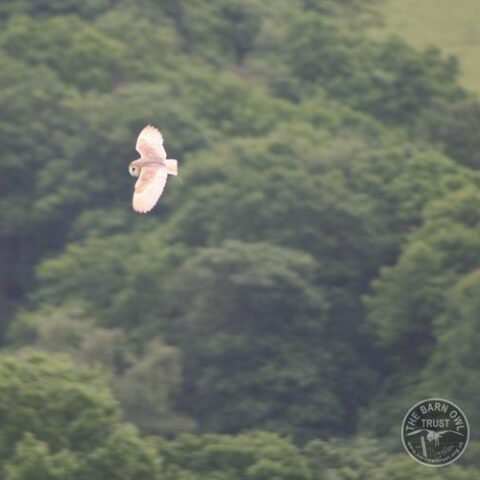 Flying barn owl bot