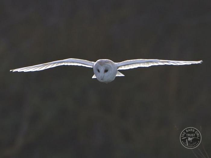 Flying Barn Owl Richard Tadman