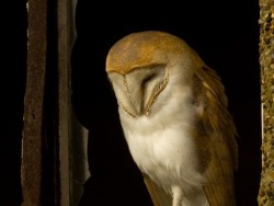 Barn Owl Roosting Russell Savory Barn Owl photos