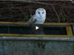 How To Prevent Owls Drowning Video