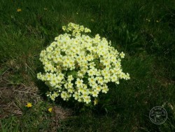 Lennon Legacy Project wildflowers - Common Primrose