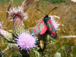 Lennon Legacy Project Burnet Moth