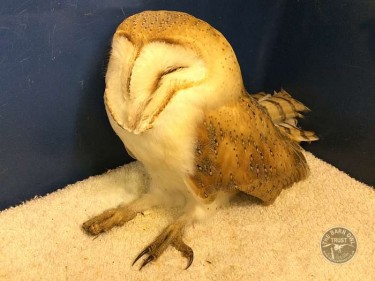 News Jenny Barn Owl