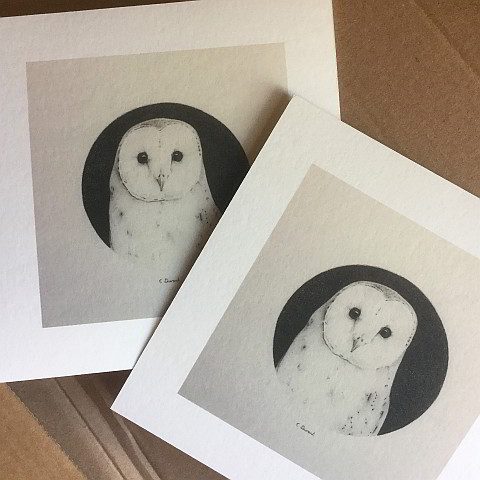 Owl Drawings