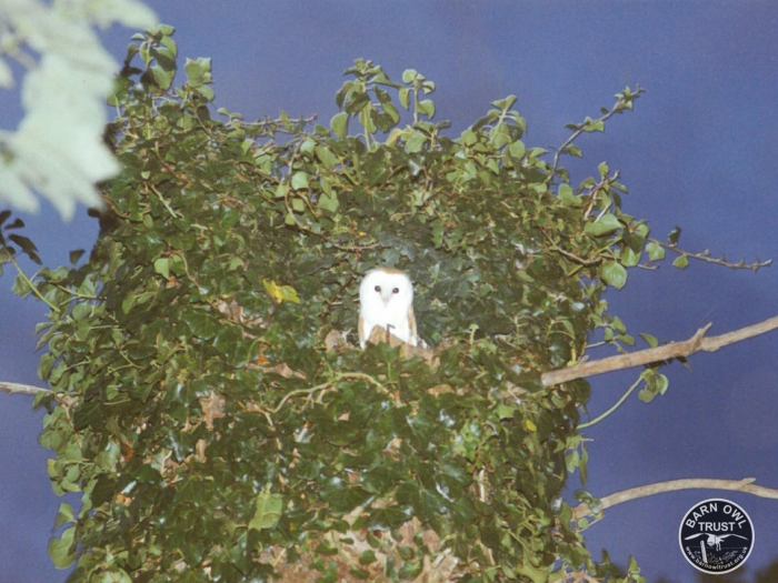 Owl nesting in hollow elm tree [David Ramsden]