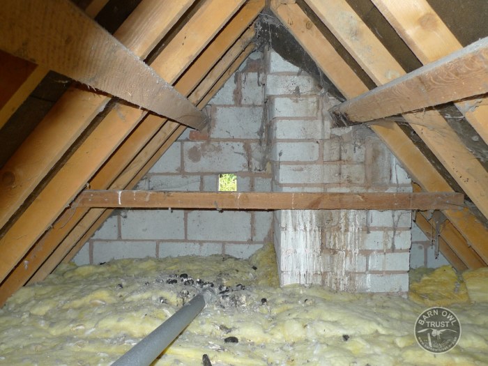 Owl nest in a loft [David Ramsden]