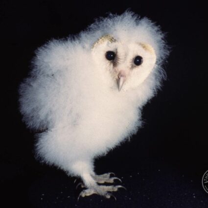 Barn Owl Owlet