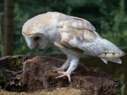 Owls In Barn Owl Trust Sanctuary 03 Lucy Flatman