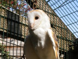 Owls In Barn Owl Trust Sanctuary 05