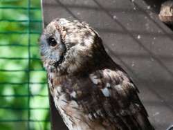 Owls In Barn Owl Trust Sanctuary 06 Sebastian Bevan