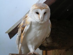 Owls In Barn Owl Trust Sanctuary 07