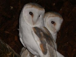 Owls In Barn Owl Trust Sanctuary 08