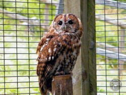 Owls In Barn Owl Trust Sanctuary 09 Paul Stratton