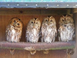 Owls In Barn Owl Trust Sanctuary 10