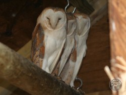 Owls In Barn Owl Trust Sanctuary 12