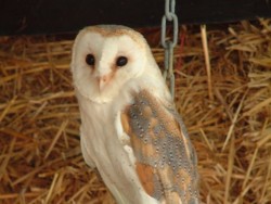 Owls In Barn Owl Trust Sanctuary 14