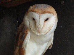 Owls In Barn Owl Trust Sanctuary 15