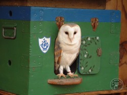 Owls In Barn Owl Trust Sanctuary 16