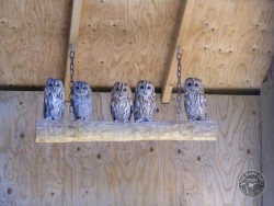 Owls In Barn Owl Trust Sanctuary 17