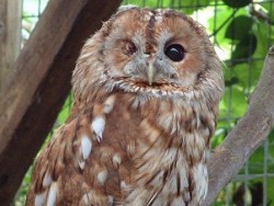 Owls In Barn Owl Trust Sanctuary 18