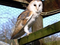 Owls In Barn Owl Trust Sanctuary 19