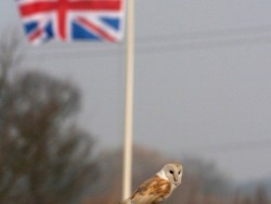 Perched Barn Owl Flag Background Russell Savory