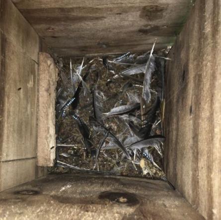 Tawny owl nestboxes nest debris in a box cropped